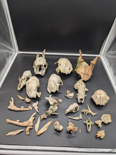 British small skull bundle - british,