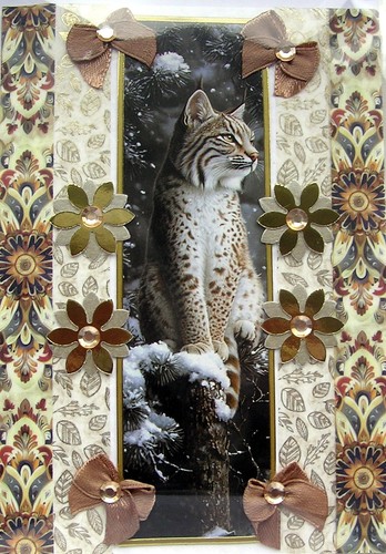 Bobcat animal wildlife - bobcat,
