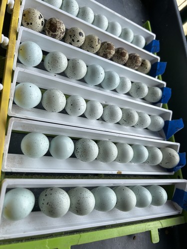Quail choice hatching eggs - ,