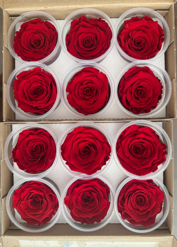 Red preserved real roses - preserved,