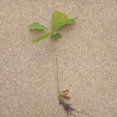 English oak tree seedlings - english,