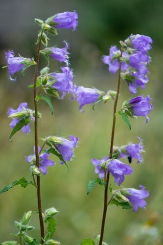 Campanula trachelium mix x5 - campanula,