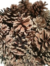 50 Pine Fir Cones Pinecone