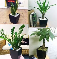 Indoor House Plant in Square