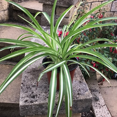 Chlorophytum spider plant a - plant,