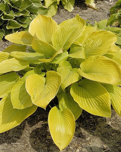 Hosta sum and substance - hosta,