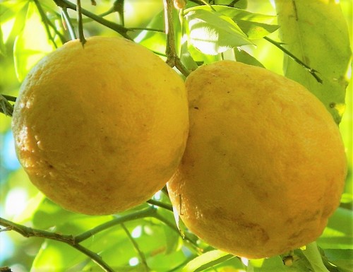Rare hardy lemon produces huge - hardy,