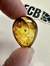 Baltic Amber With insect