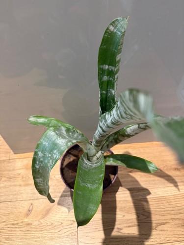 25cm baby aechmea fasciata - 25cm,