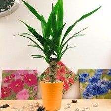 Spineless Yucca Elephantipes