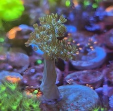  Green kenya tree Leather