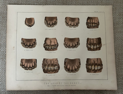 Age the horse - horse, teeth
