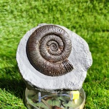 Zugodactylites ammonite fossil