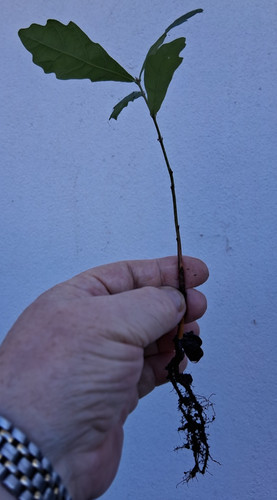 Welsh oak tree bare rooted - bare,