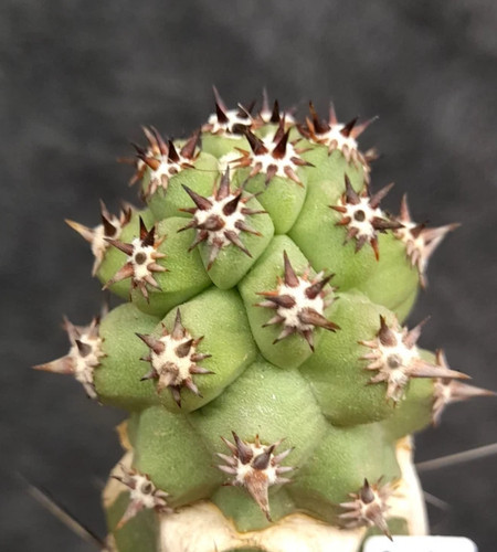Echinocereus brandegeei - echinocereus,
