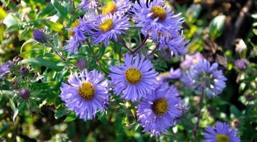 Aster collection 5 - aster,