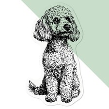 'Miniature Poodle Sitting'