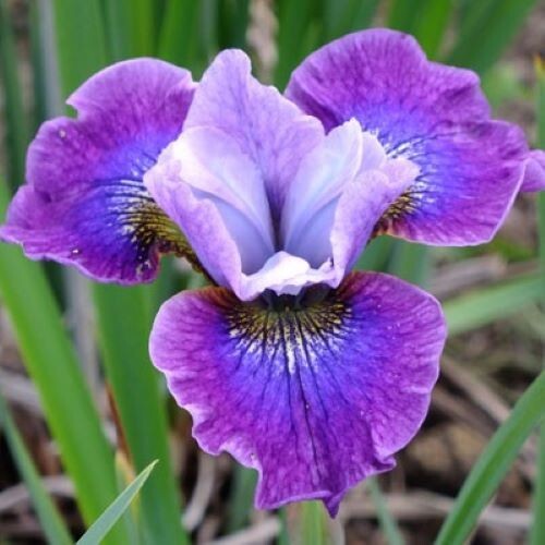 Iris sibirica mix - 'sibirica, healthy
