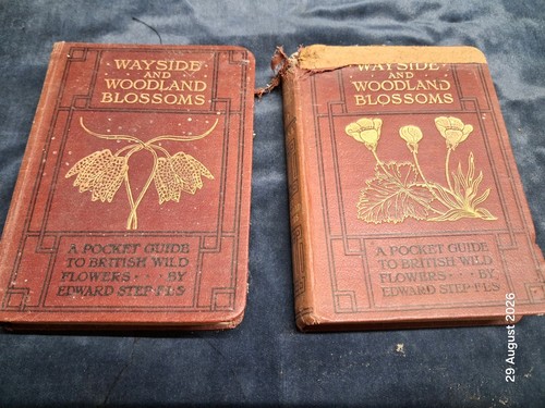 Wayside and woodland blossom - wayside,