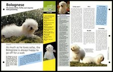 Bolognese - Routine - Dogs Of The World Atlas Fact File Card