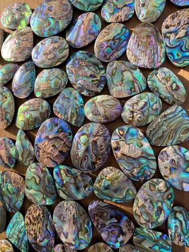 Abalone shell cabochon to - shell, up
