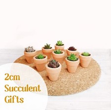 Tiny Succulent Sempervivum