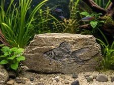 Gold Fish Fossil Stone