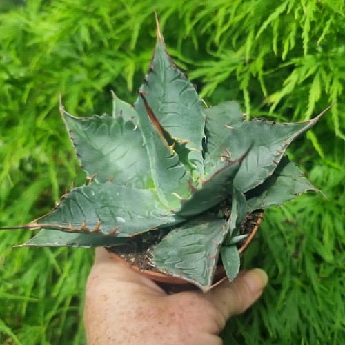 Dwarf agave titanota hardy - dwarf,