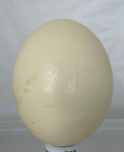 Ostrich egg blown out - blown, 5