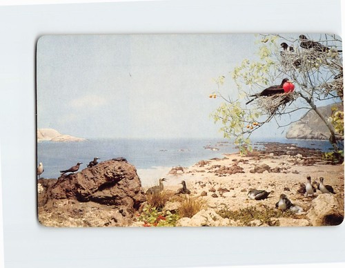 Postcard sea birds isabela - postcard,