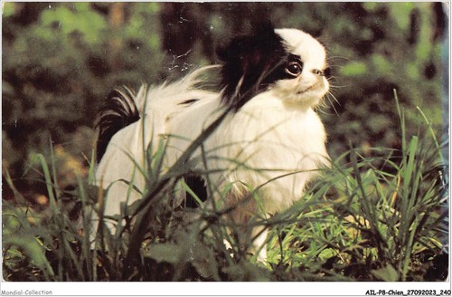 Ailp8 0832 dog - -, japanese