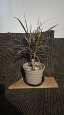 Dracaena Marginata Madagascar