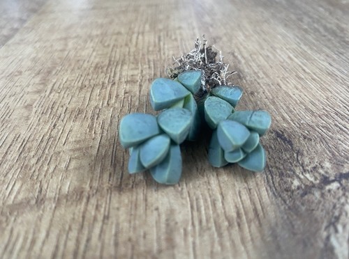 Delosperma lehmanii - delosperma, |