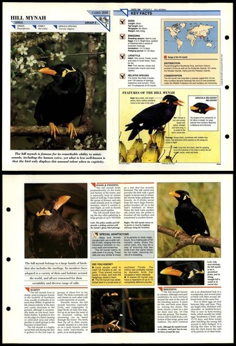 Hill mynah 200 birds wildlife - hill,