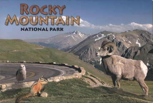 Buddy moffet colorado rocky - buddy,