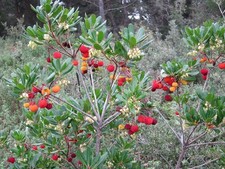 Fantastic Strawberry tree seeds (25)  unusual tasty fruits and pretty trees.