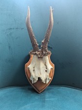 Vintage Taxidermy Deer Skull
