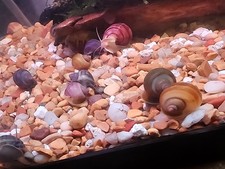 Juvenile Magenta- Mystery