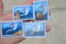 AMAZING GENUINE REAL MOSASAUR TOOTH, 70 MILLION YEARS OLD DIONSAUR/ REPTILE