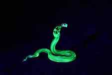 Uranium Glass Cobra Uranium