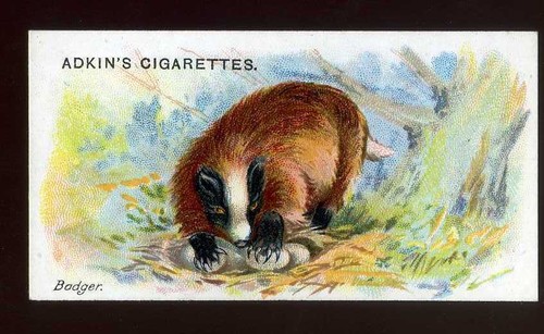 1923 adkin and son wild - and,