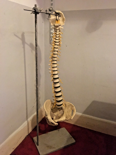 Adam rouilly vertebral column - adam,