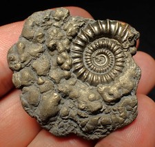 Crucilobiceras pyrite ammonite