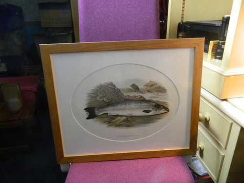 Framed grilse salmon print - grilse,
