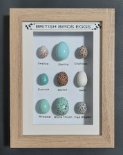 British birds eggs - british,