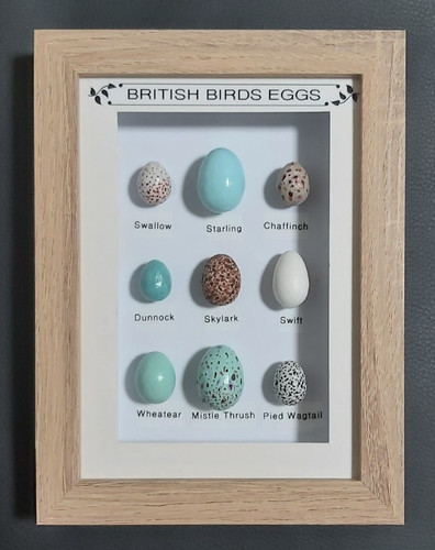 British birds eggs collection - british,
