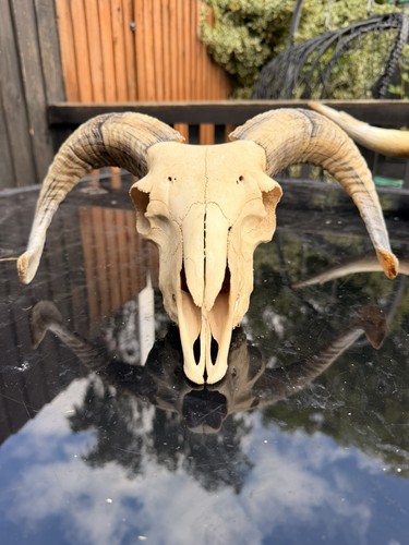 Real rams skull taxidermy - rams,