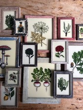 Botanical Reverse Glass Paintings