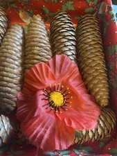 Bundle Fir Tree Cones Natural