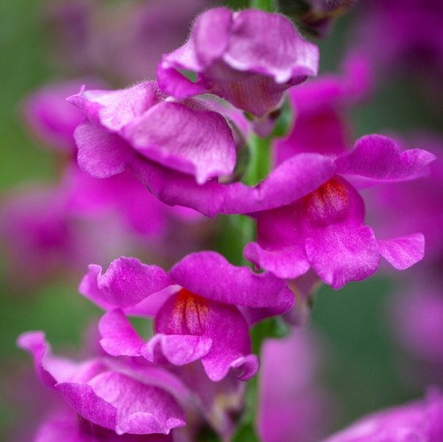 Pick mix snapdragon premium - pick,